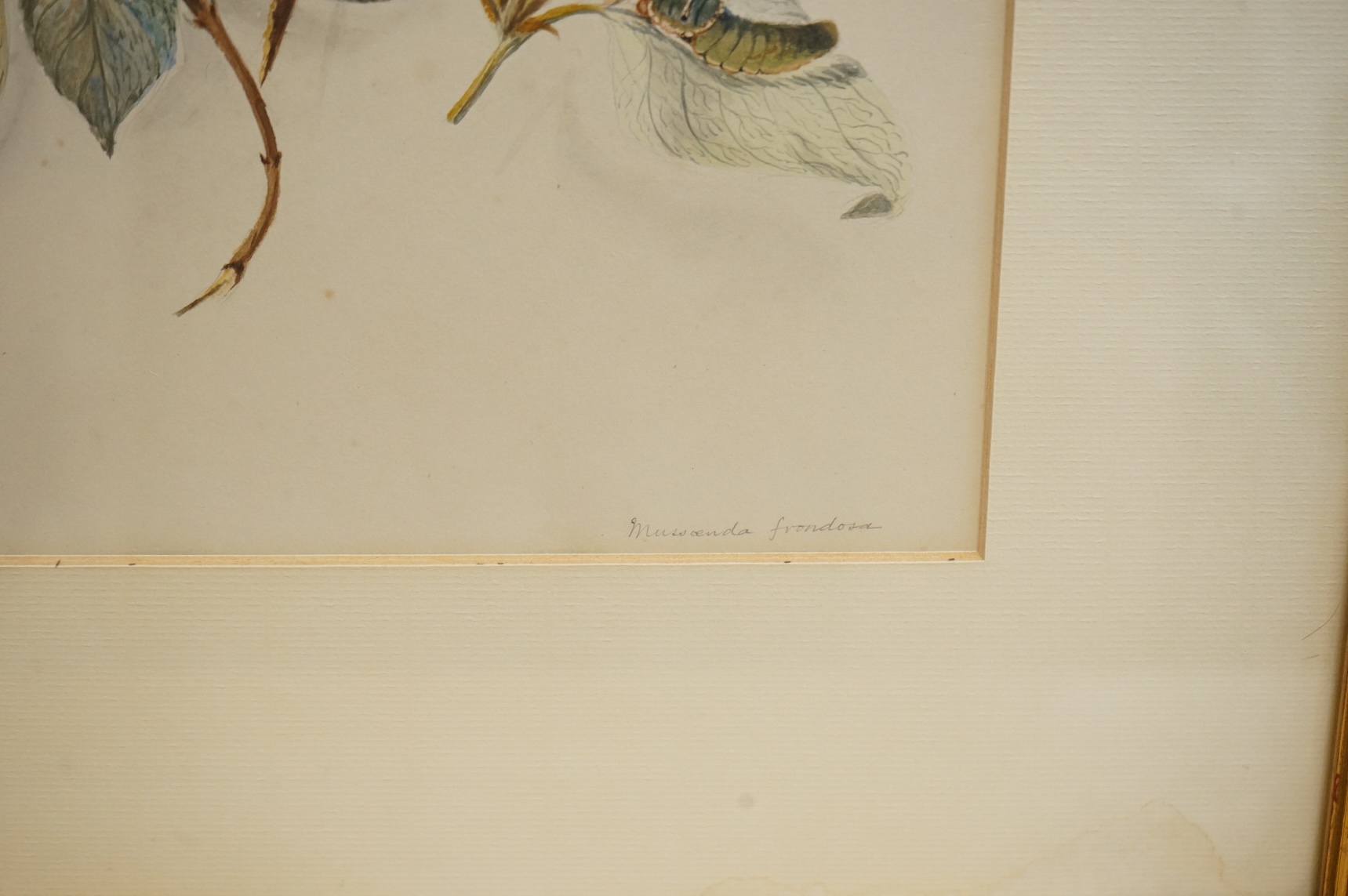 Late 19th / early 20th century school, set of eighteen watercolours, botanical studies, some with Latin pencil inscriptions, unsigned, 29 x 22cm